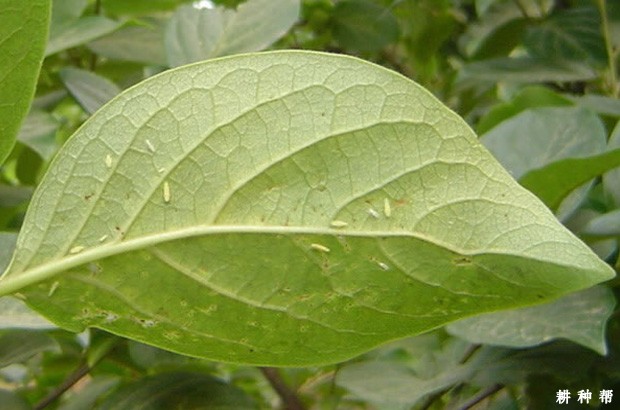 柿斑叶蝉怎样防治?附图片 柿斑叶蝉怎样防治?附图片