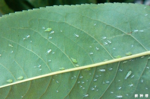 柿斑叶蝉怎样防治?附图片 柿斑叶蝉怎样防治?附图片