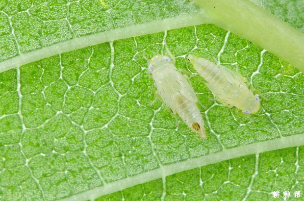 柿斑叶蝉怎样防治?附图片 柿斑叶蝉怎样防治?附图片