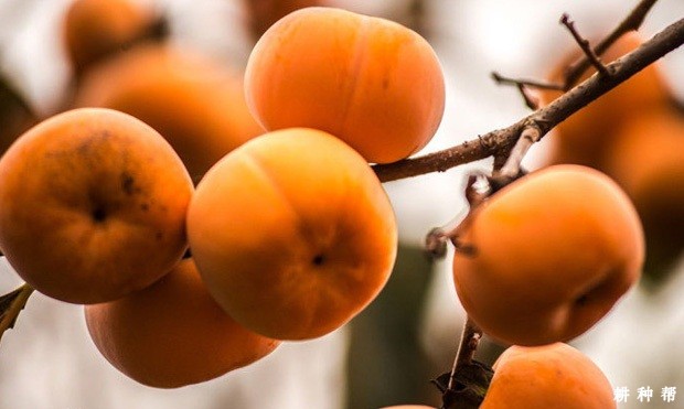 禅寺丸柿子品种好不好? 禅寺丸柿子品种好不好?