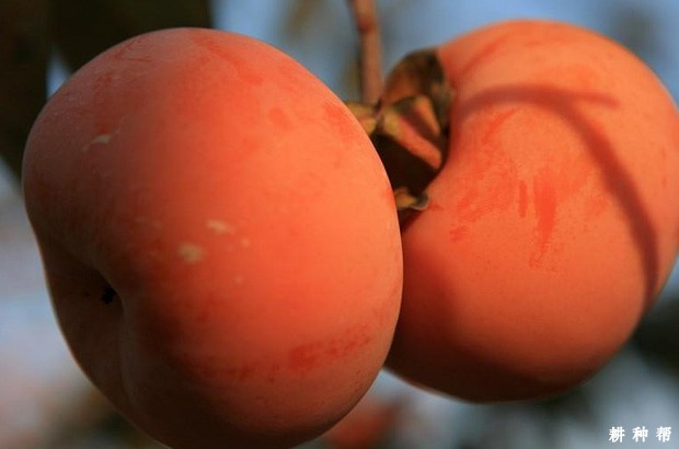 禅寺丸柿子品种好不好? 禅寺丸柿子品种好不好?