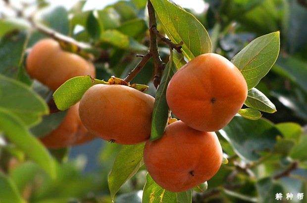 禅寺丸柿子品种好不好? 禅寺丸柿子品种好不好?