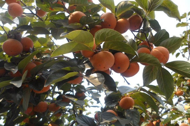 柿子树几年结果? 柿子树几年结果?