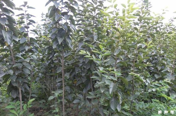 柿子树几年结果? 柿子树几年结果?