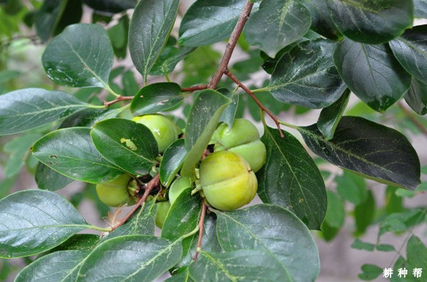 柿子树几年结果? 柿子树几年结果?