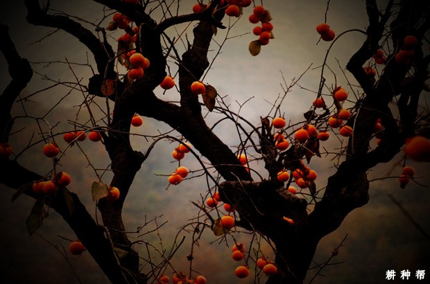 柿子树几年结果? 柿子树几年结果?