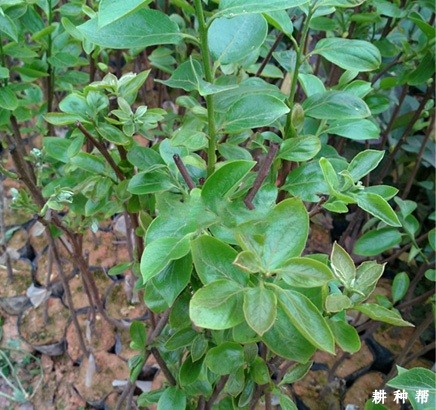 柿子苗嫁接后如何管理? 柿子苗嫁接后如何管理?