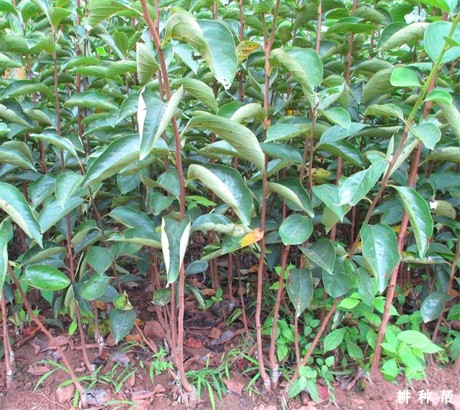 柿子苗嫁接后如何管理? 柿子苗嫁接后如何管理?