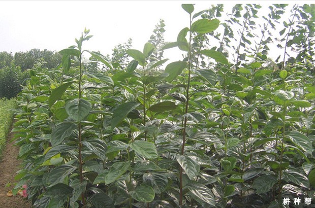 柿子苗嫁接后如何管理? 柿子苗嫁接后如何管理?