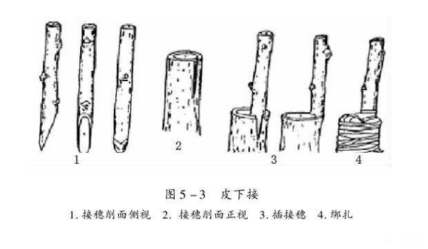 如何嫁接柿子树苗? 如何嫁接柿子树苗?