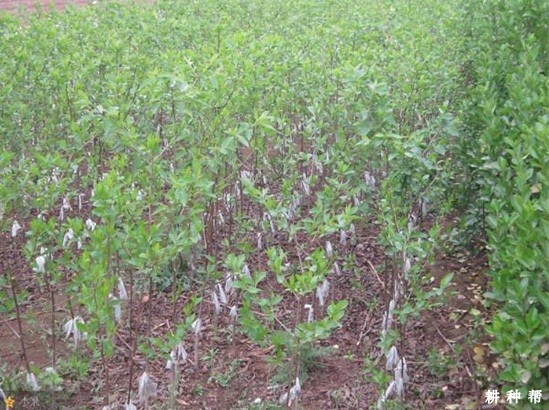 如何嫁接柿子树苗? 如何嫁接柿子树苗?