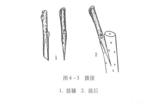 如何嫁接柿子树苗? 如何嫁接柿子树苗?