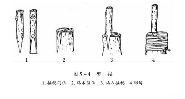 如何嫁接柿子树苗? 如何嫁接柿子树苗?