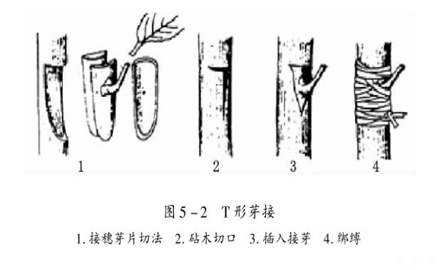 如何嫁接柿子树苗? 如何嫁接柿子树苗?