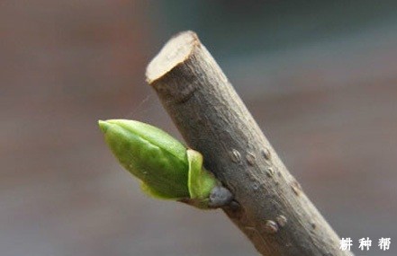 柿子树嫁接用的接穗如何采集与贮藏? 柿子树嫁接用的接穗如何采集与贮藏?