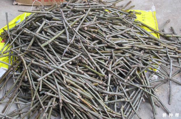 柿子树嫁接用的接穗如何采集与贮藏? 柿子树嫁接用的接穗如何采集与贮藏?