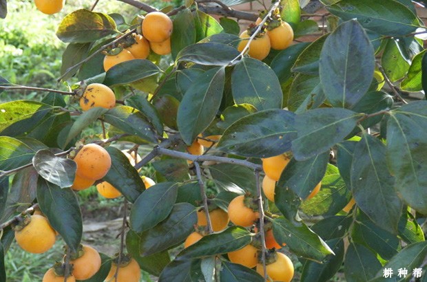 种植柿子树需要什么条件? 种植柿子树需要什么条件?