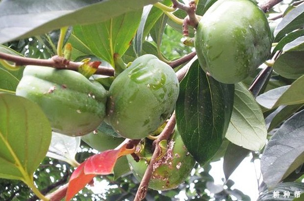 种植柿子树需要什么条件? 种植柿子树需要什么条件?