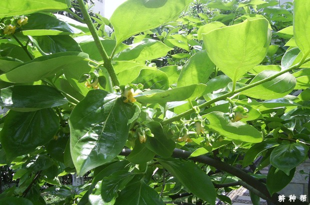 种植柿子树需要什么条件? 种植柿子树需要什么条件?