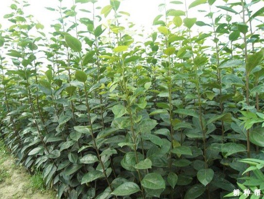 柿子树苗怎么样嫁接成活率高? 柿子树苗怎么样嫁接成活率高?