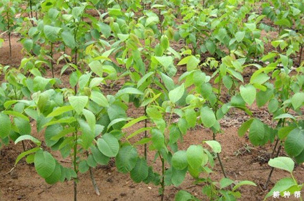 柿子树苗怎么样嫁接成活率高? 柿子树苗怎么样嫁接成活率高?