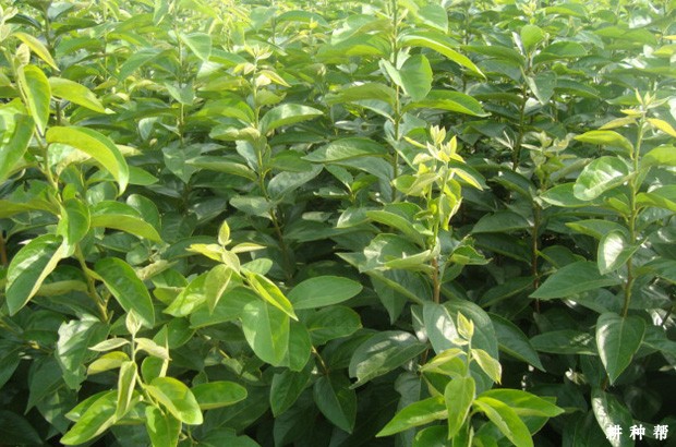 柿子树苗怎么样嫁接成活率高? 柿子树苗怎么样嫁接成活率高?