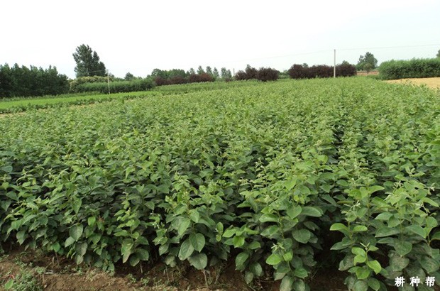 柿子树苗怎么样嫁接成活率高? 柿子树苗怎么样嫁接成活率高?