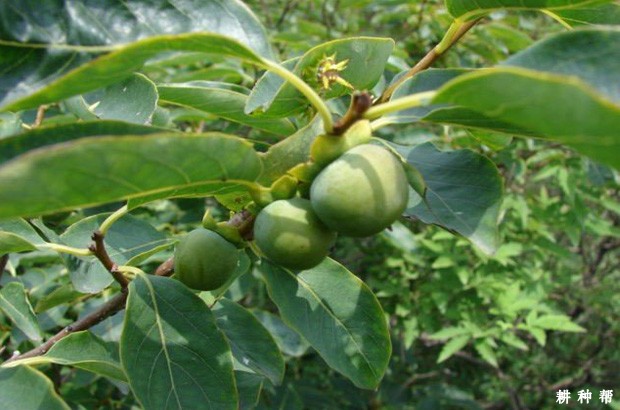 柿子树嫁接用的砧木苗木如何培育？