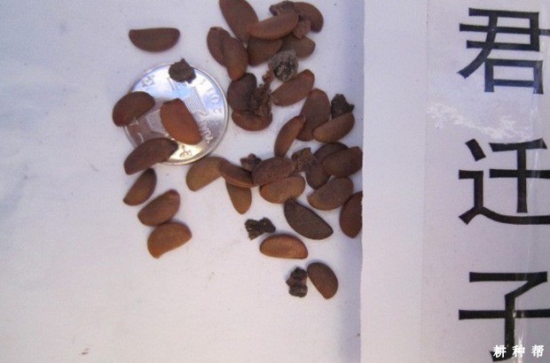 柿子树嫁接用的砧木苗木如何培育？