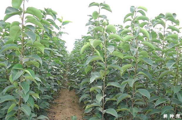 柿子树嫁接用的砧木苗木如何培育？