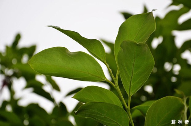 柿子叶有哪些功效与作用? 柿子叶有哪些功效与作用?