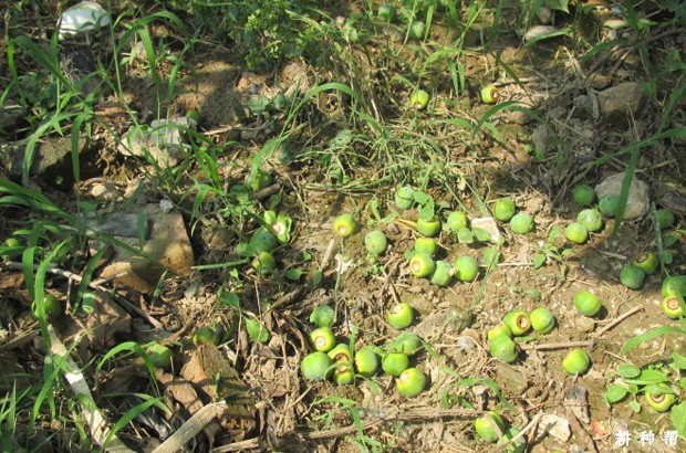 柿子树落花落果怎样防治? 柿子树落花落果怎样防治?