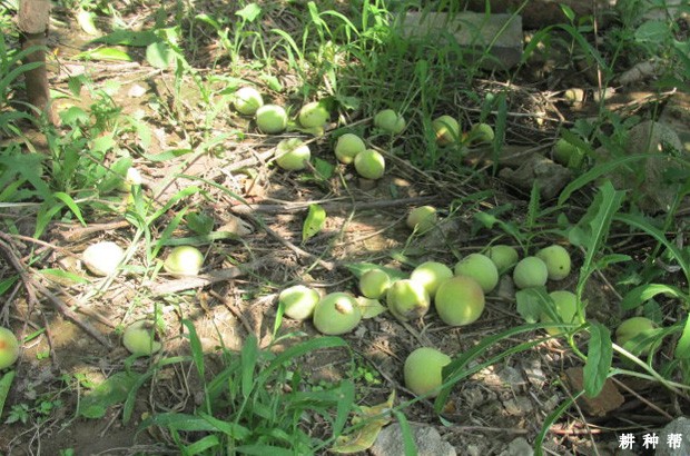 柿子树落花落果怎样防治? 柿子树落花落果怎样防治?