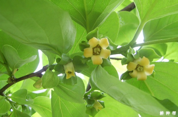 柿子树落花落果怎样防治? 柿子树落花落果怎样防治?