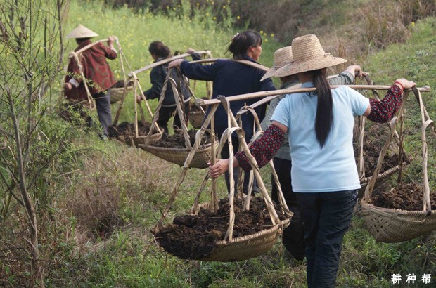 柿子树施多少肥合适? 柿子树施多少肥合适?