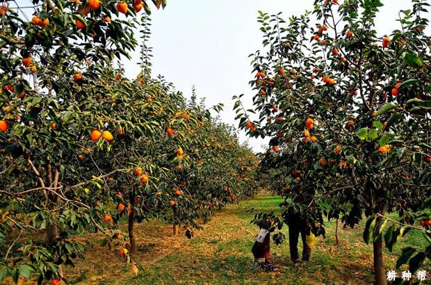 柿子树施多少肥合适? 柿子树施多少肥合适?