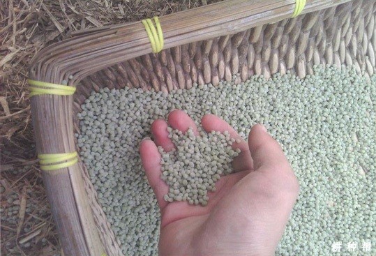 柿子树施多少肥合适? 柿子树施多少肥合适?