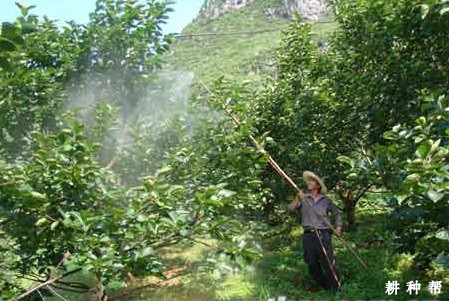 柿子树怎么施用叶面肥 柿子树怎么施用叶面肥