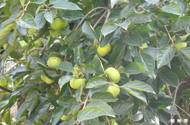 柿子树什么时候需要施肥? 柿子树什么时候需要施肥?