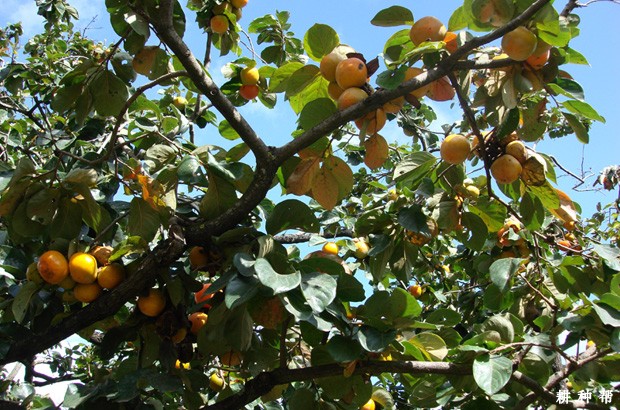 柿子树什么时候需要施肥? 柿子树什么时候需要施肥?