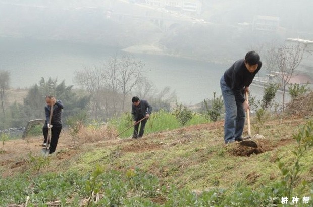 柿子树怎么样改土？