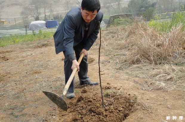 柿子树怎么样改土？