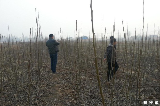 柿子树定植后如何管理? 柿子树定植后如何管理?