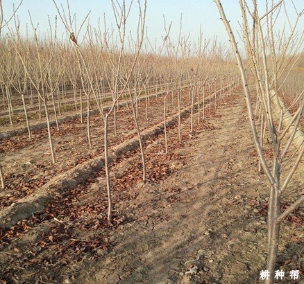 柿子树定植后如何管理? 柿子树定植后如何管理?