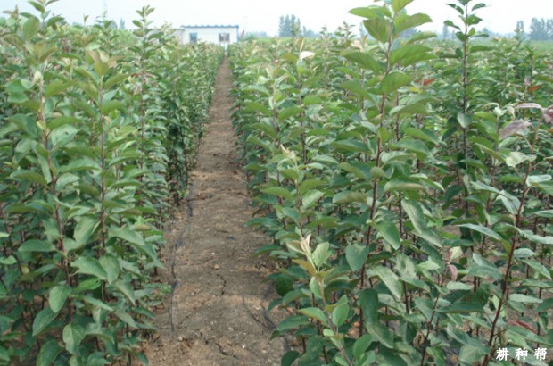 柿子树定植后如何管理? 柿子树定植后如何管理?