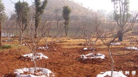 如何种植柿子树? 如何种植柿子树?