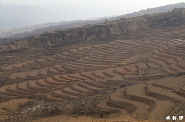 如何种植柿子树? 如何种植柿子树?