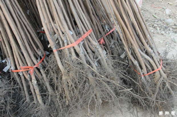 如何种植柿子树? 如何种植柿子树?