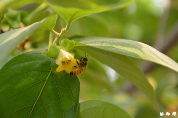 柿子的授粉树如何配置? 柿子的授粉树如何配置?