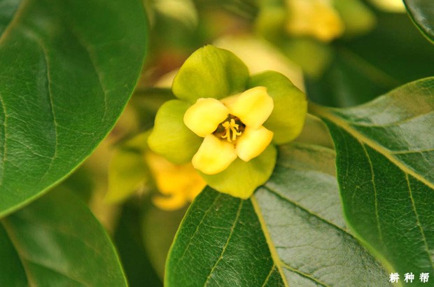 柿子的授粉树如何配置? 柿子的授粉树如何配置?